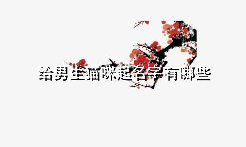 给男生猫咪起名字有哪些