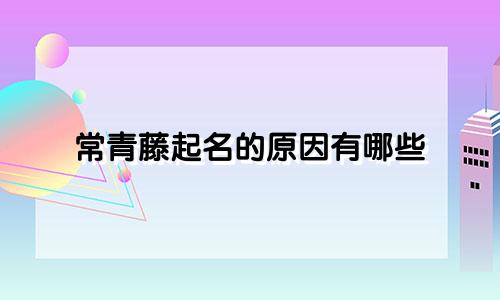 常青藤起名的原因有哪些