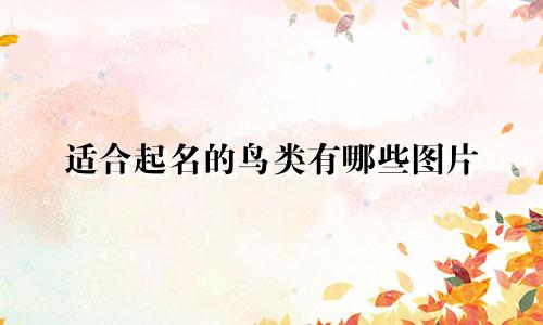 适合起名的鸟类有哪些图片