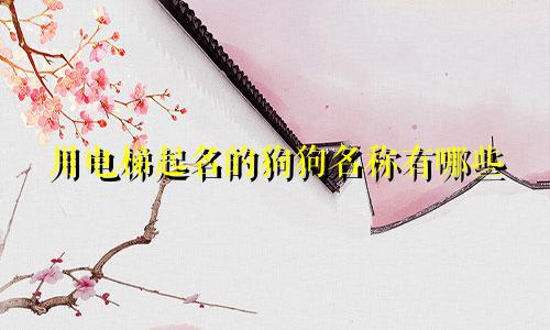 用电梯起名的狗狗名称有哪些