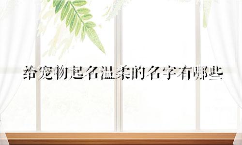 给宠物起名温柔的名字有哪些