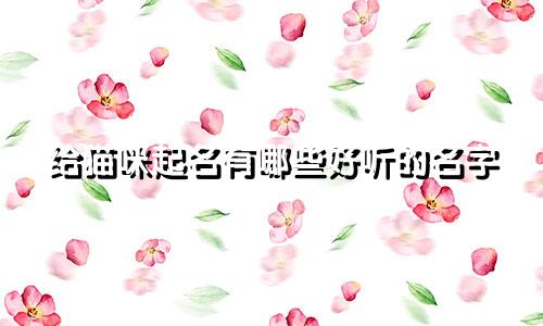 给猫咪起名有哪些好听的名字