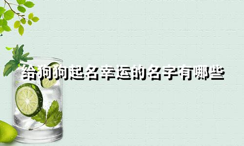 给狗狗起名幸运的名字有哪些