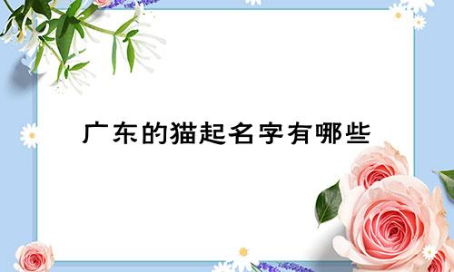 广东的猫起名字有哪些