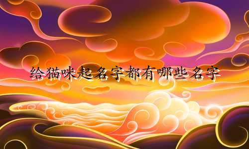 给猫咪起名字都有哪些名字