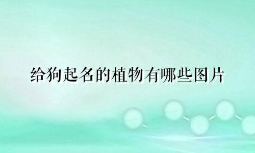 给狗起名的植物有哪些图片