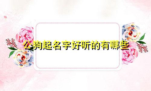 公狗起名字好听的有哪些