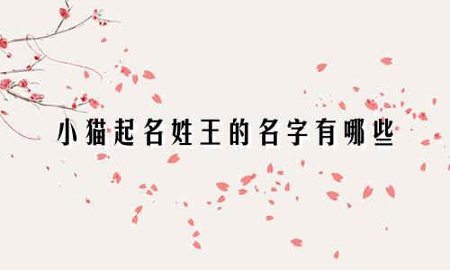 小猫起名姓王的名字有哪些