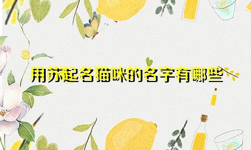 用苏起名猫咪的名字有哪些