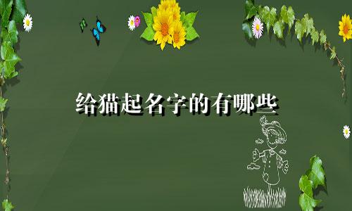 给猫起名字的有哪些