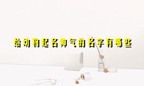 给动物起名帅气的名字有哪些