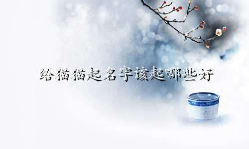 给猫猫起名字该起哪些好