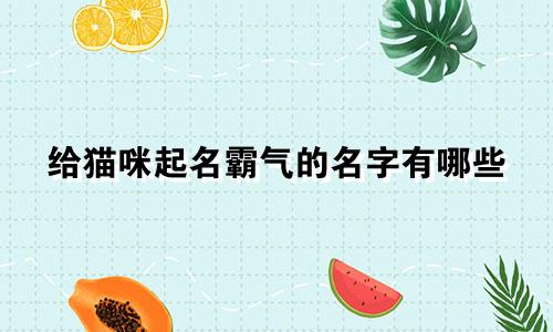 给猫咪起名霸气的名字有哪些