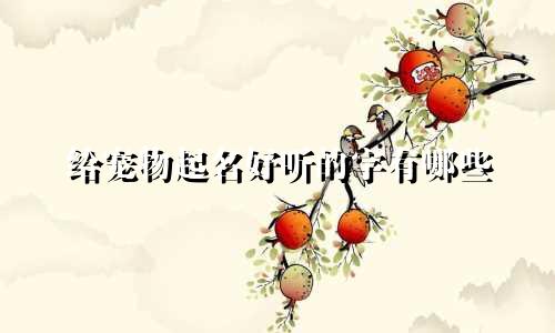 给宠物起名好听的字有哪些