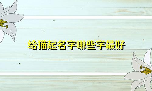 给猫起名字哪些字最好