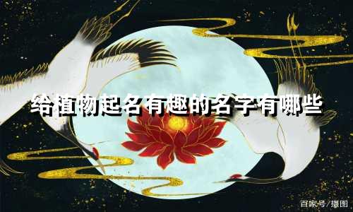 给植物起名有趣的名字有哪些