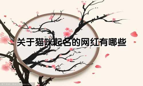 关于猫咪起名的网红有哪些