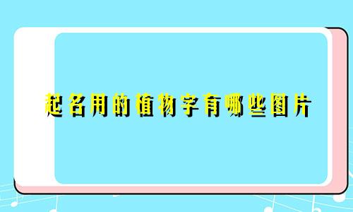 起名用的植物字有哪些图片