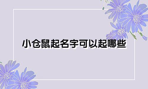 小仓鼠起名字可以起哪些