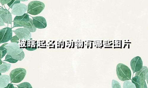 被瞎起名的动物有哪些图片