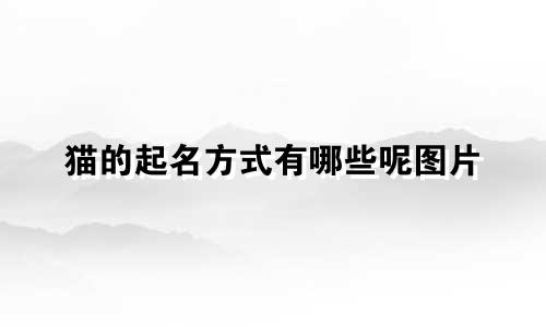 猫的起名方式有哪些呢图片