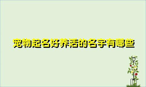 宠物起名好养活的名字有哪些