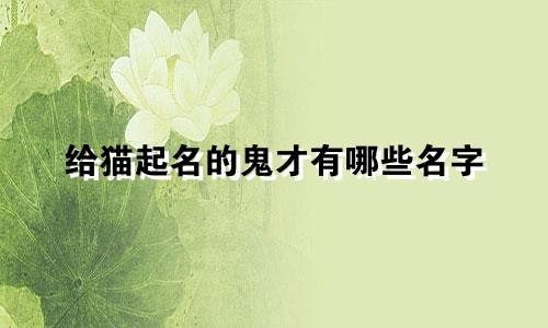 给猫起名的鬼才有哪些名字