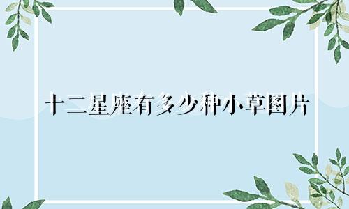 十二星座有多少种小草图片